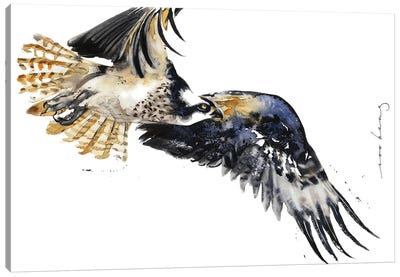 Flight Of Falcon Canvas Art Print - Falcon Art