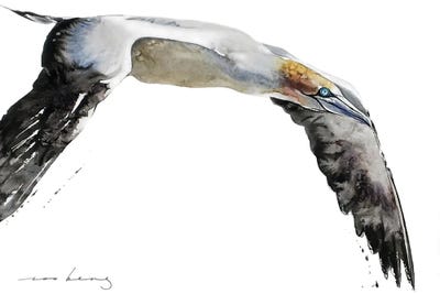 Gannet Of The Skies by Soo Beng Lim canvas print