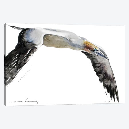 Gannet Of The Skies Canvas Print #LIM372} by Soo Beng Lim Canvas Art