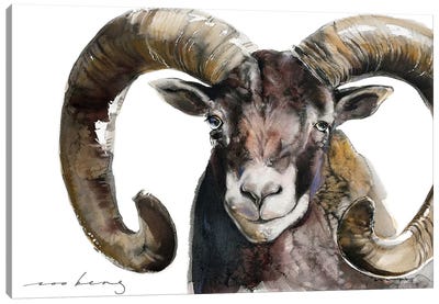 Mouflon Stud Canvas Art Print - Outdoorsman