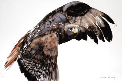 Falcon by Soo Beng Lim framed canvas print