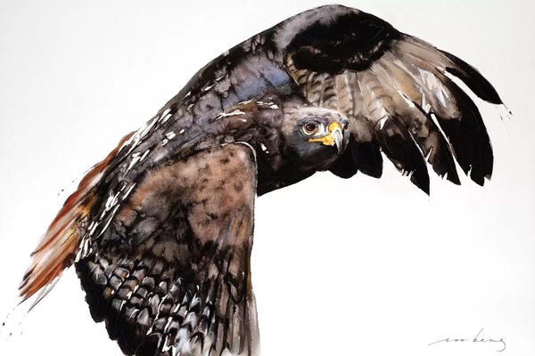 Soo Beng Lim: Falcon by Soo Beng Lim