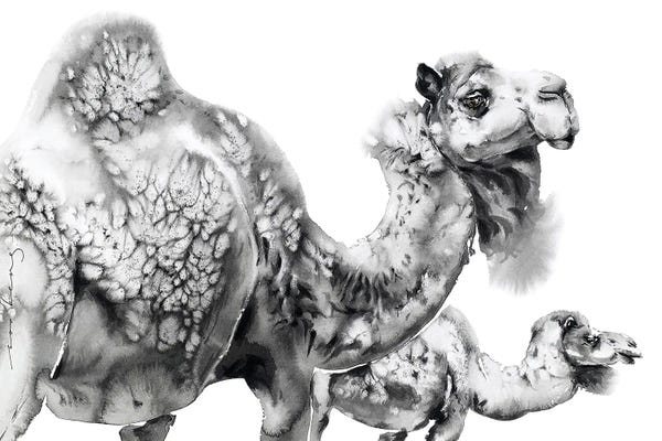 Camels: Desert Duo by Soo Beng Lim