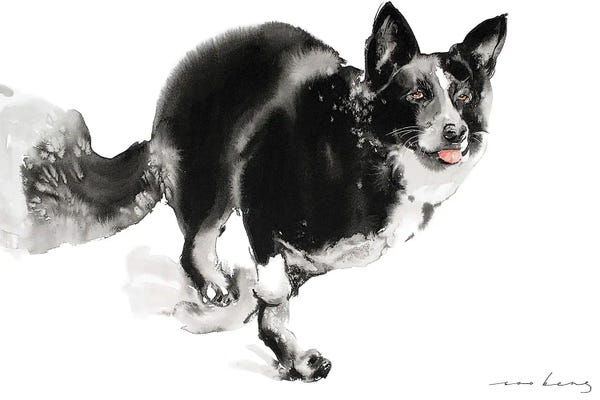 Border Collies: Rover by Soo Beng Lim