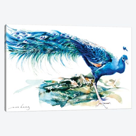 Peacock Splendour II Canvas Print #LIM80} by Soo Beng Lim Art Print