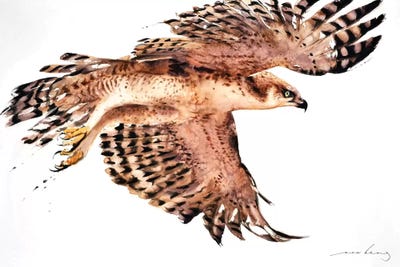 Soar like Eagle II by Soo Beng Lim framed canvas print