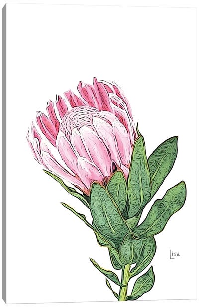 Protea Pink Canvas Art Print - Protea