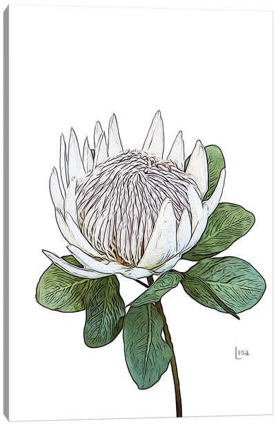 Protea White Canvas Art Print - Protea