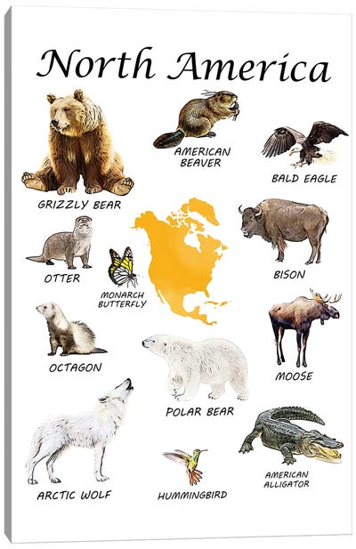 North America Animals, Classroom Canvas Art Print - Eagle Art