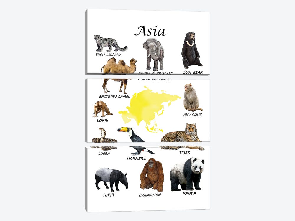 Asia Animals, Classroom by Printable Lisa's Pets 3-piece Canvas Wall Art