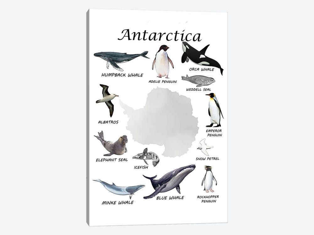 Antarctica Animals, Classroom by Printable Lisa's Pets 1-piece Canvas Art