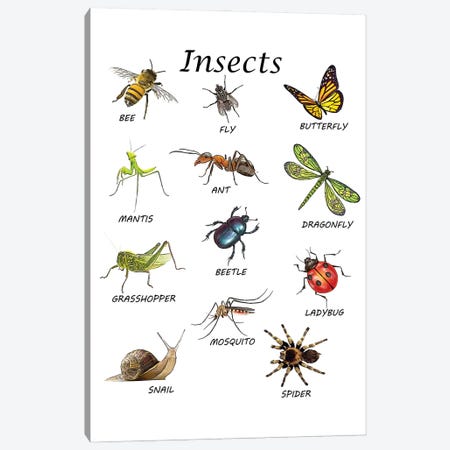 Insects, Classroom Canvas Print #LIP553} by Printable Lisa's Pets Canvas Artwork