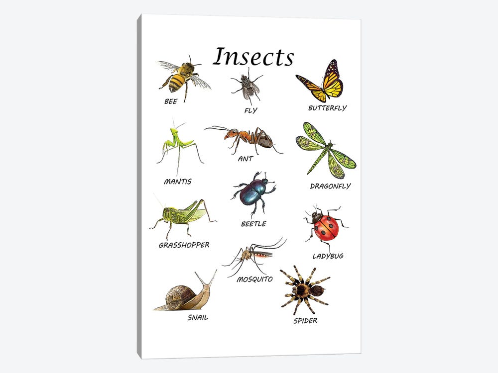 Insects, Classroom by Printable Lisa's Pets 1-piece Canvas Art Print