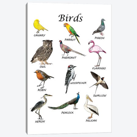 Birds, Classroom Canvas Print #LIP554} by Printable Lisa's Pets Canvas Print