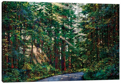 Redwoods II Canvas Art Print - Lisa Robinson