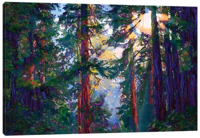 Sunlight Through Trees Canvas Art Print - Lisa Robinson