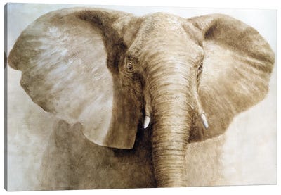 Elephant Canvas Art Print - Lincoln Seligman