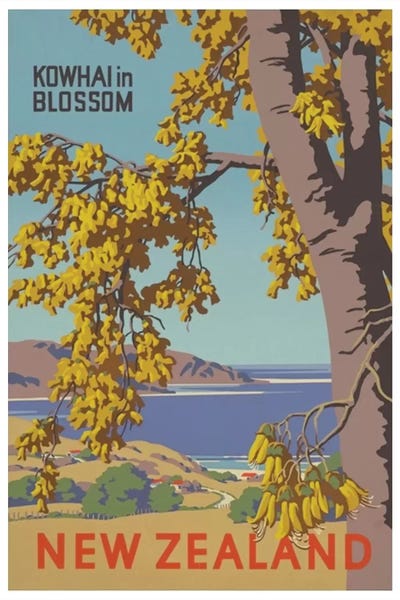 New Zealand: New Zealand: Kowhai In Blossom by Unknown Artist