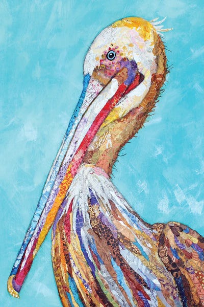 Coastal Pelican