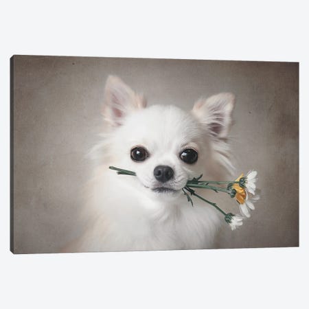 Chihuahua With Flowers Canvas Print #LJP1} by Lienjp Canvas Art