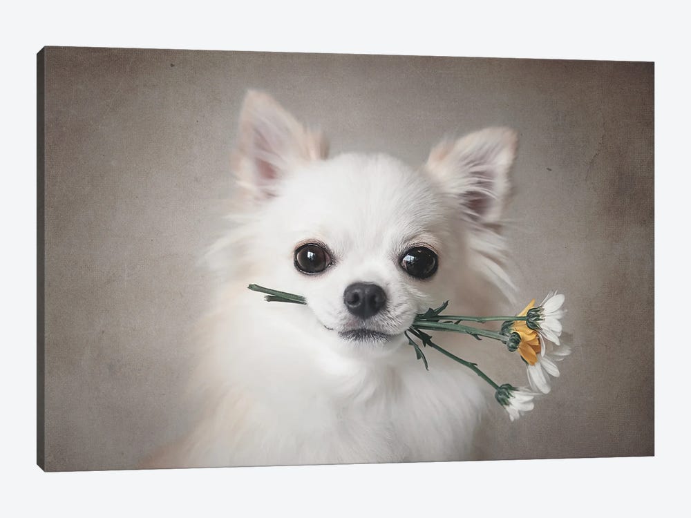 Chihuahua With Flowers by Lienjp 1-piece Canvas Art Print