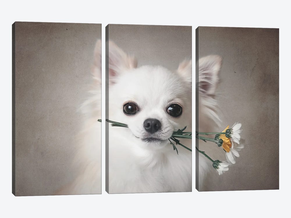 Chihuahua With Flowers by Lienjp 3-piece Canvas Print