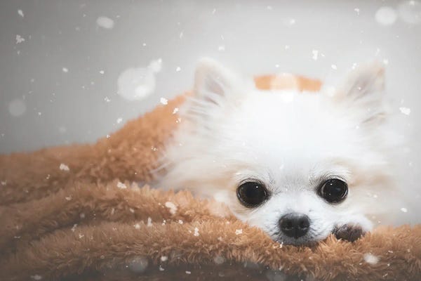 Dog Photography: One Day In Winter by Lienjp