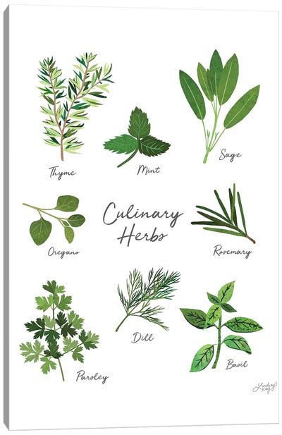 Culinary Herbs White Canvas Art Print - Herb Art
