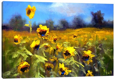 Sunflowers Field Canvas Art Print - Van Gogh's Sunflowers Collection