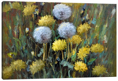 Dandelions In The Meadow Canvas Art Print - Dandelion Art