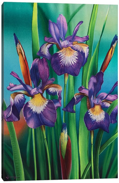 Pristine Canvas Art Print - Iris Art