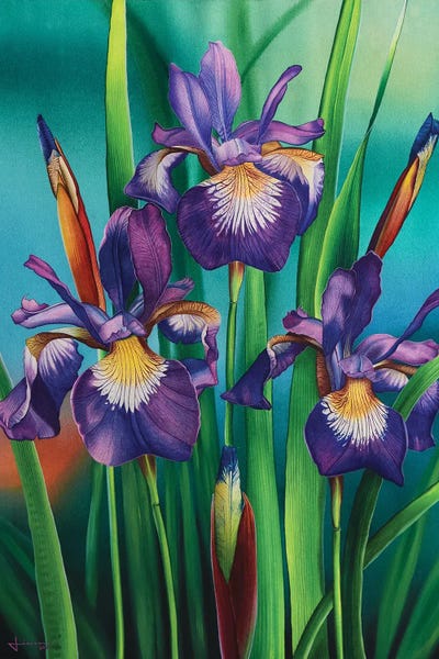 Irises: Pristine by Liam Kumawat
