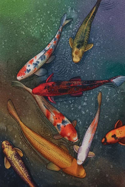 Water Close-Ups: Koi Fish III by Liam Kumawat