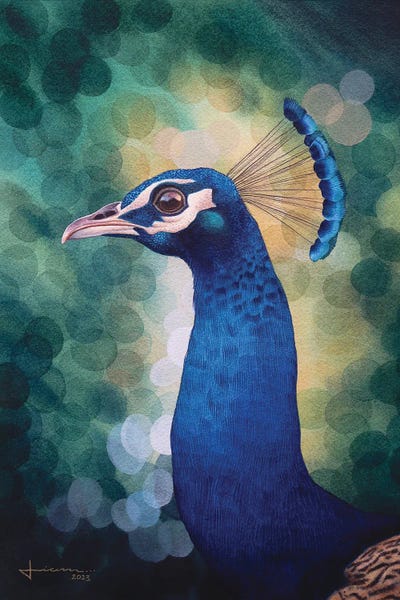 Liam Kumawat: Peacock by Liam Kumawat