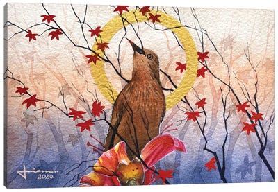 Chestnut tailed starling Canvas Art Print