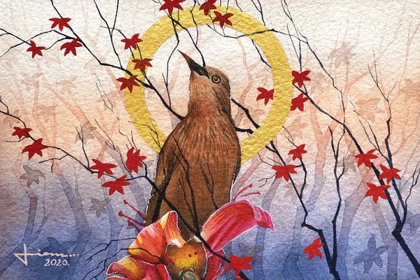Liam Kumawat: Chestnut tailed starling by Liam Kumawat