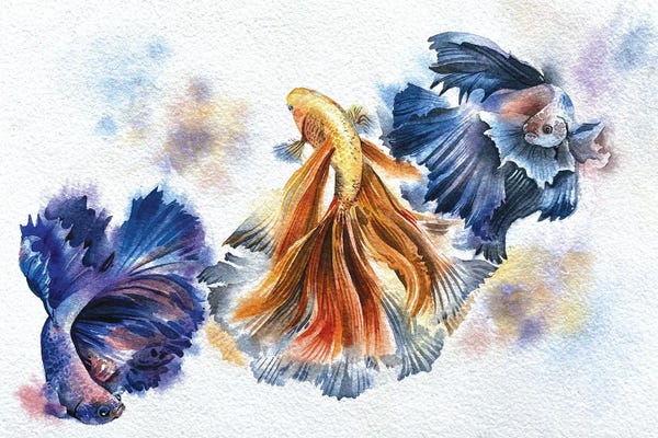 Betta: Beta Fish by Liam Kumawat