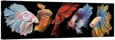 Beta Fish In Black Canvas Art Print - Intricate Watercolors