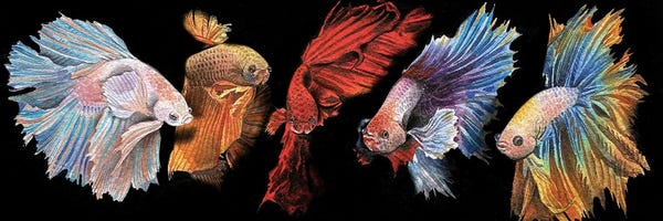 Liam Kumawat: Beta Fish In Black by Liam Kumawat