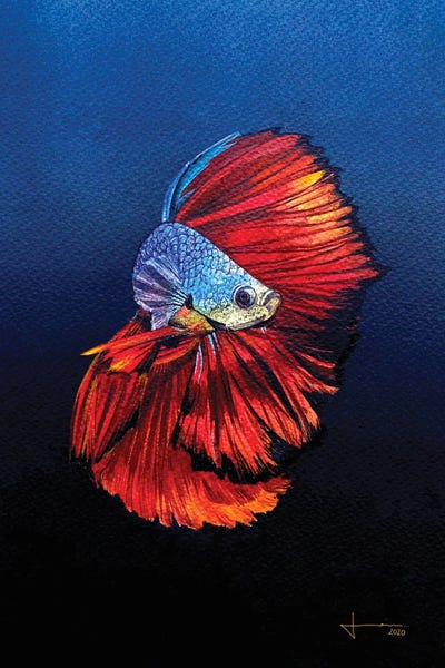 Betta: Red Beta by Liam Kumawat