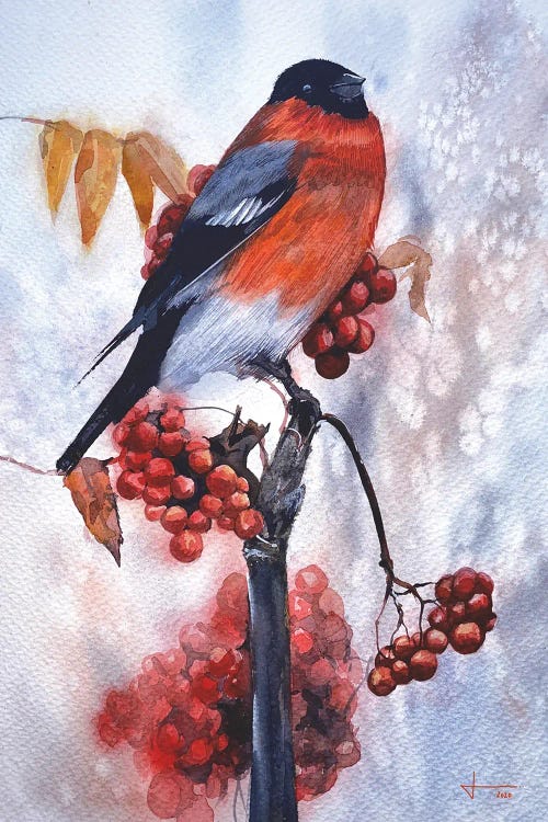 Robin by Liam Kumawat wall art