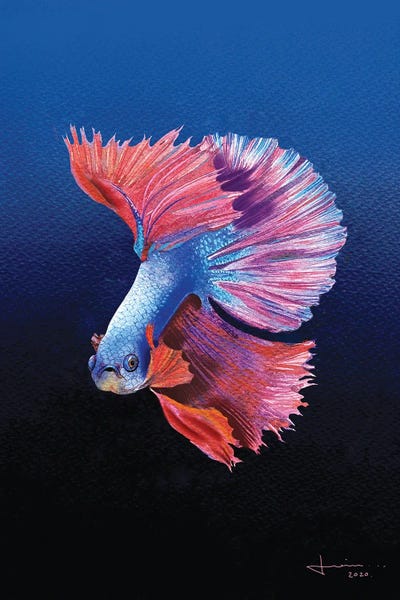 Betta: Siamese by Liam Kumawat