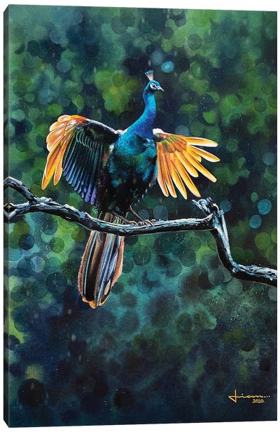 Peacock Take Off Canvas Art Print - The Art of the Feather