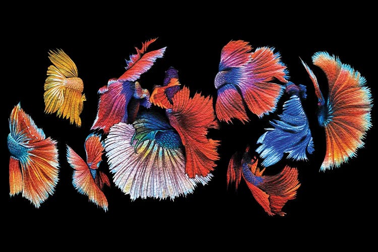 Koi Black Background by Liam Kumawat wall art