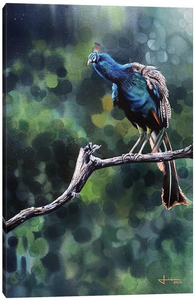 Perched Peacock Canvas Art Print - Liam Kumawat