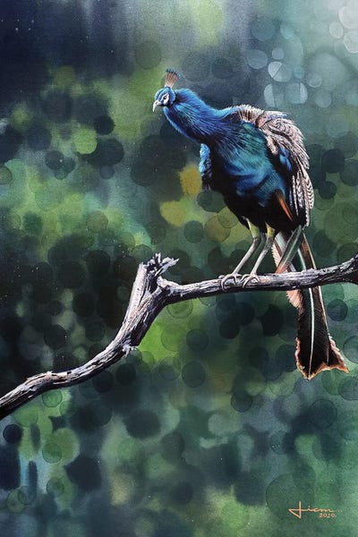 Liam Kumawat: Perched Peacock by Liam Kumawat