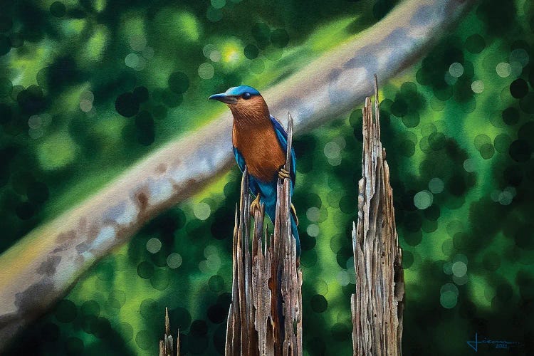 Kingfisher by Liam Kumawat wall art