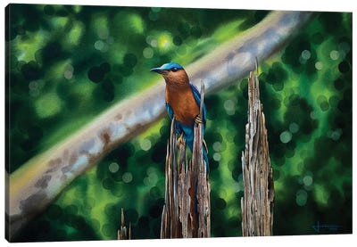 Kingfisher Canvas Art Print - Liam Kumawat