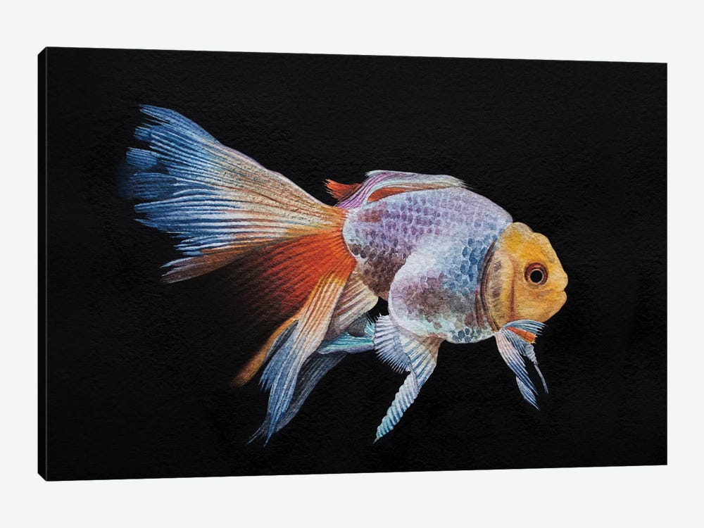 Goldfissh by Liam Kumawat 1-piece Canvas Artwork