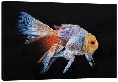 Goldfissh Canvas Art Print - Goldfish Art